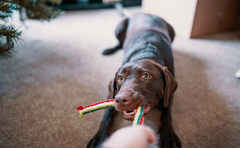 aggression in dogs