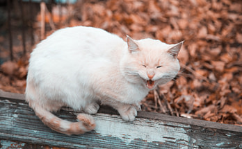 cat screams