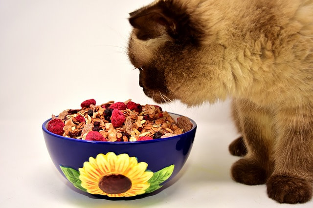 Sterilized cat eating