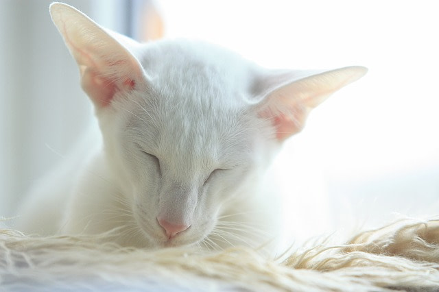 white Oriental cat