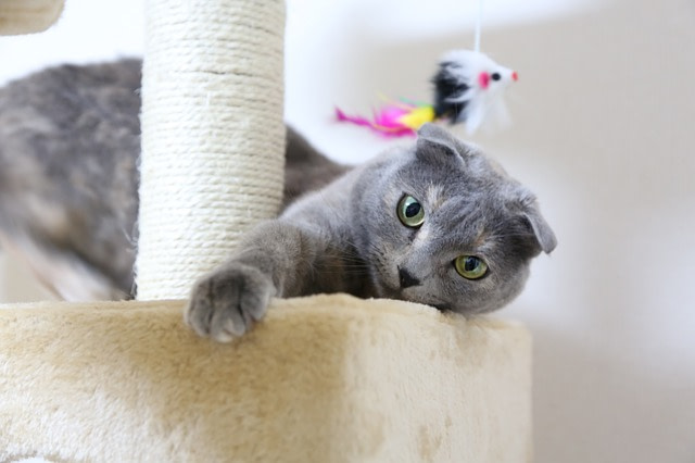 Scottish Fold cat playing