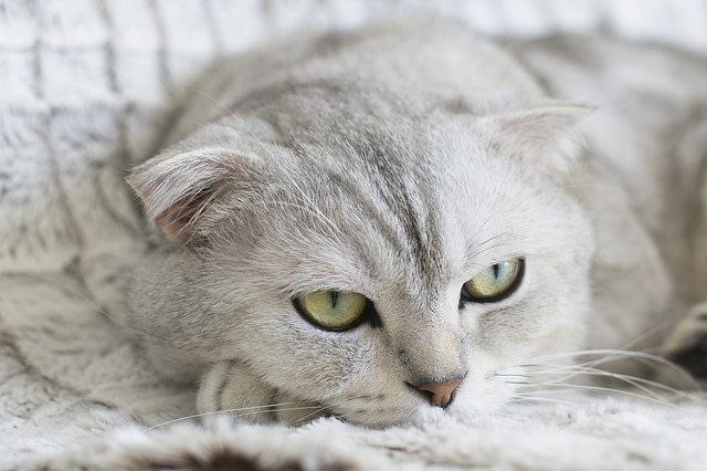Scottish Fold cat lying