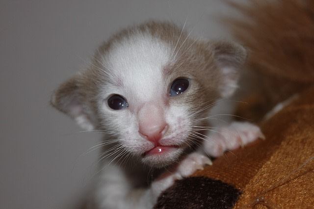 Oriental kitten
