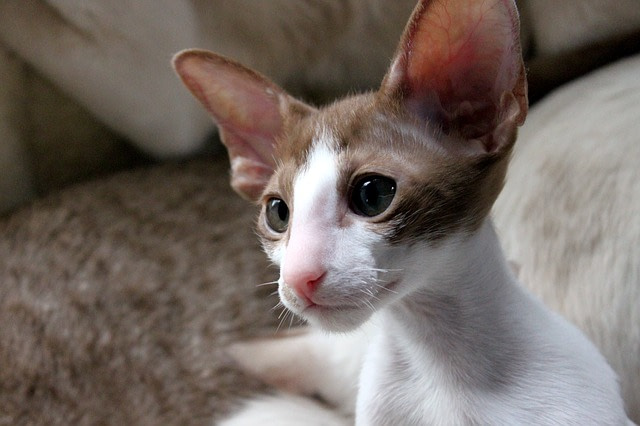 Oriental kitten