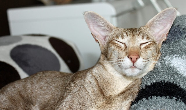 Oriental cat