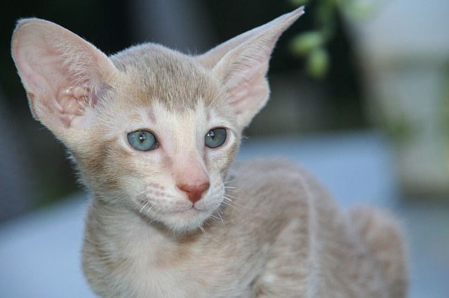 Oriental cat