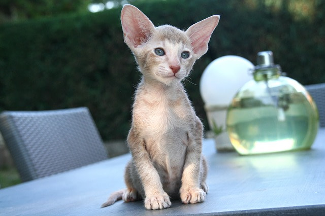 Oriental cat on table