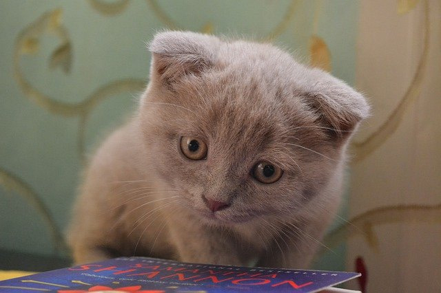 Scottish Fold kitten