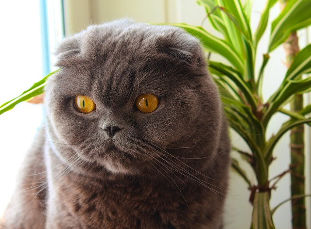 Scottish fold cat