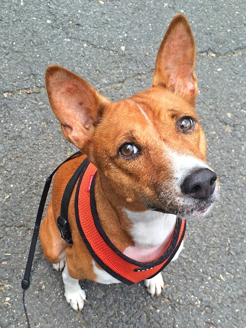 a cute basenji