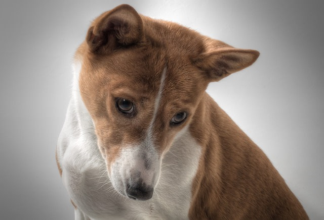 basenji looking down