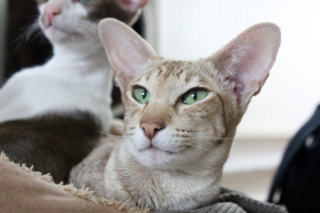 Oriental cat lying