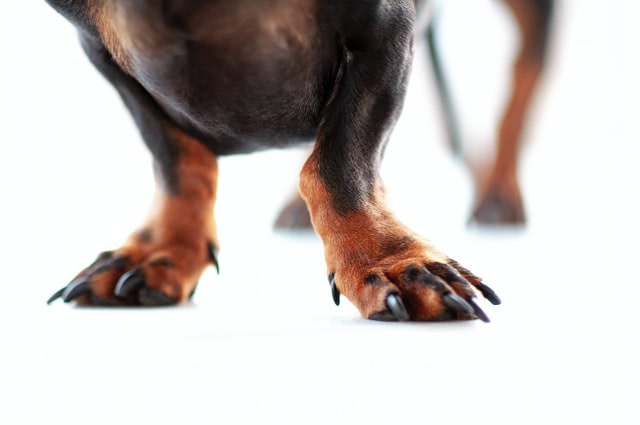 dog's claws