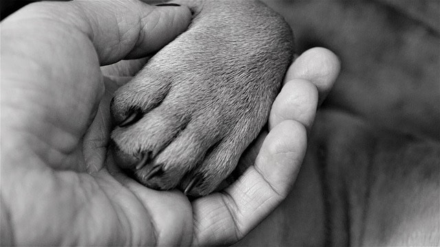 dog's claws