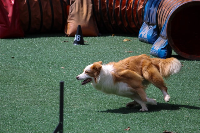dog training