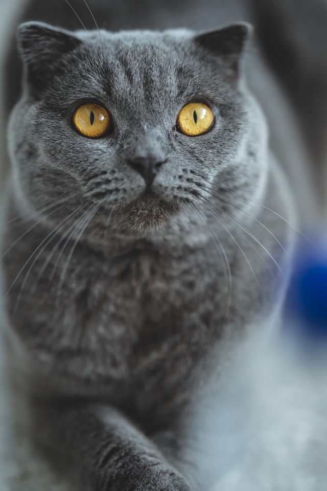 Scottish Fold