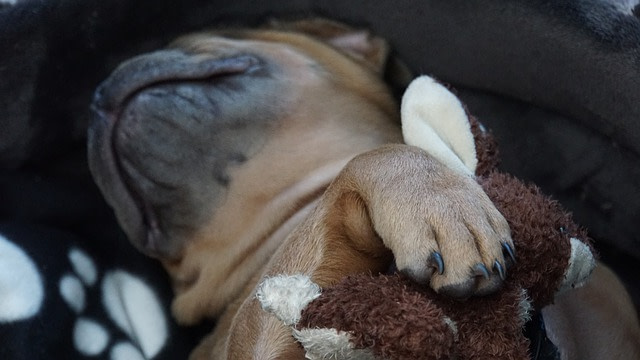 dog's claws