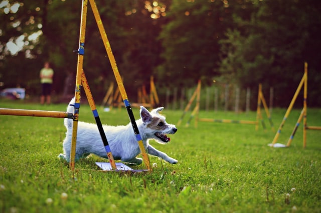 dog training