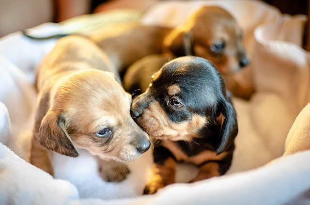 three puppies
