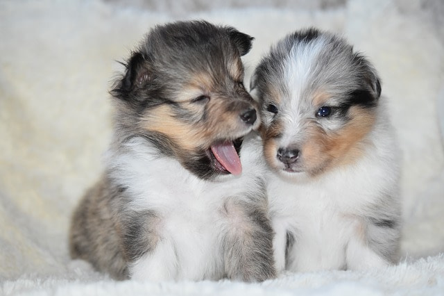 two puppies