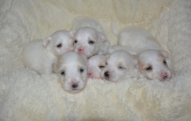 newborn puppies