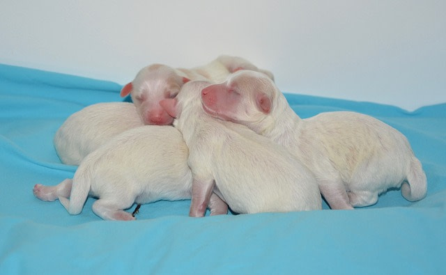 newborn puppies