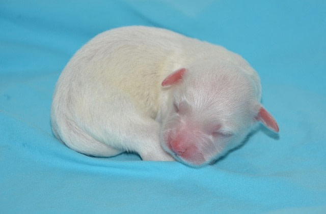 a newborn puppy