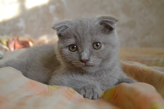 cute Scottish Fold kitten