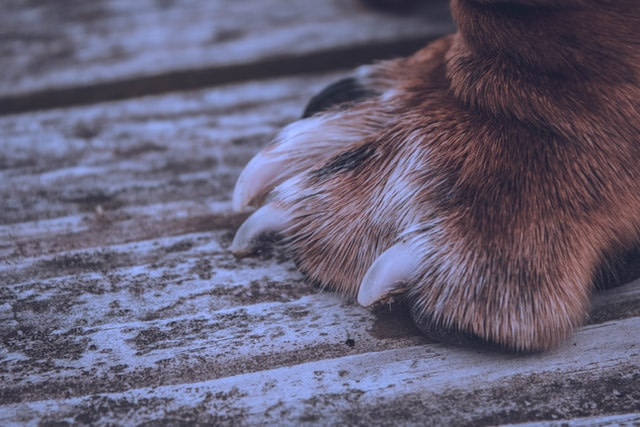 dog's claws