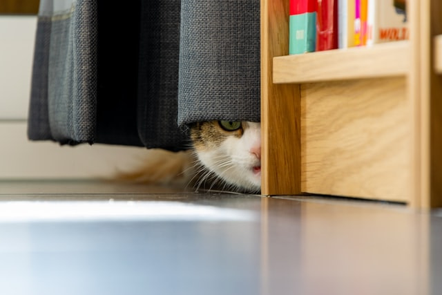cat afraid of punishment